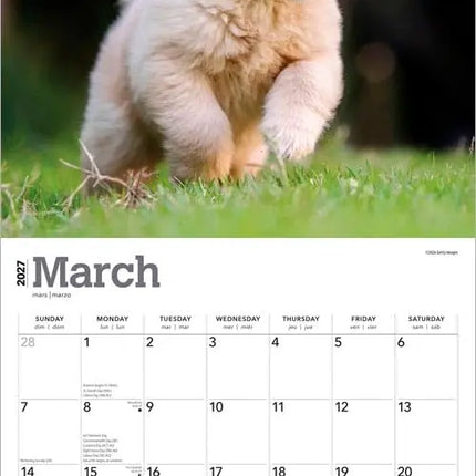 Browntrout Golden Retriever Puppies Kalender 2027