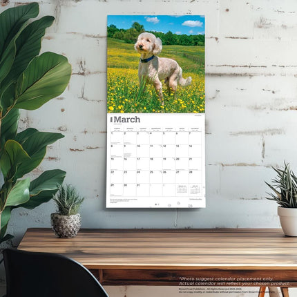 Browntrout Goldendoodle Kalender 2026
