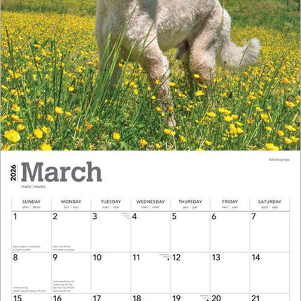 Browntrout Goldendoodle Kalender 2026