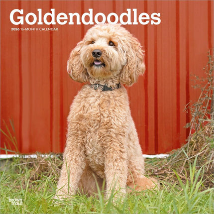 Browntrout Goldendoodle Kalender 2026
