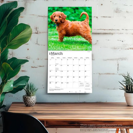 Browntrout Goldendoodle Kalender 2027