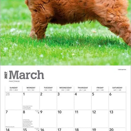 Browntrout Goldendoodle Kalender 2027
