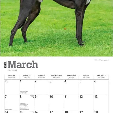 Browntrout Greyhound Kalender 2027
