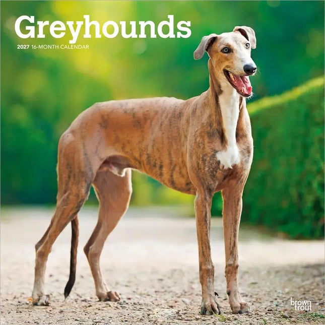 Browntrout Greyhound Kalender 2027