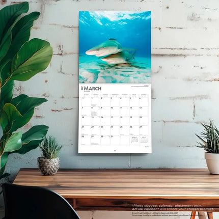 Browntrout Haaien - Sharks Kalender 2027