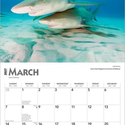 Browntrout Haaien - Sharks Kalender 2027