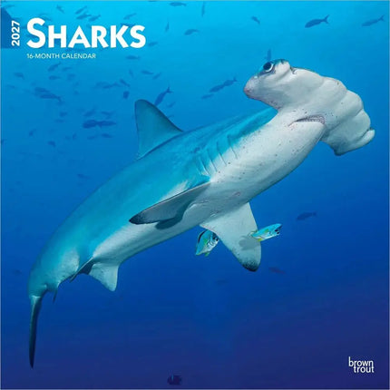 Browntrout Haaien - Sharks Kalender 2027