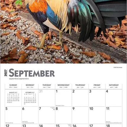 Browntrout Hanen Kalender 2027