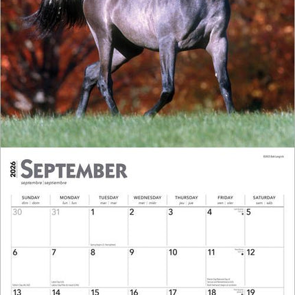 Browntrout Horse Lovers Kalender 2026