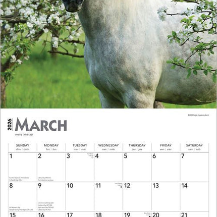 Browntrout Horse Lovers Kalender 2026
