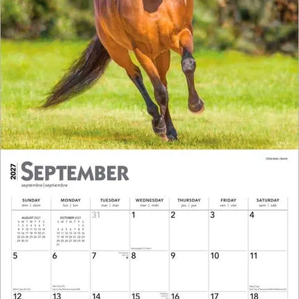 Browntrout Horse Lovers Kalender 2027
