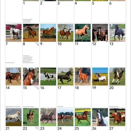 Browntrout I Love Horses 365 Days Kalender 2027
