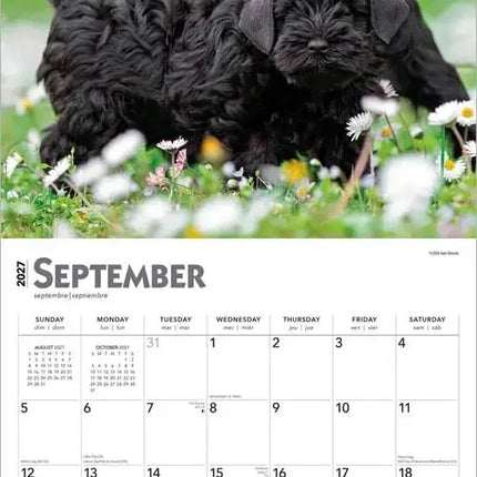 Browntrout I Love Puppies Kalender 2027
