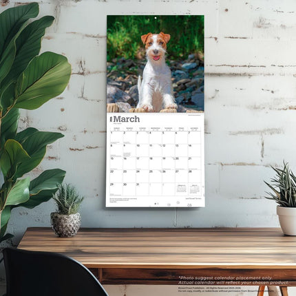 Browntrout Jack Russell Terrier Kalender 2026