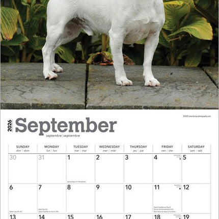 Browntrout Jack Russell Terrier Kalender 2026