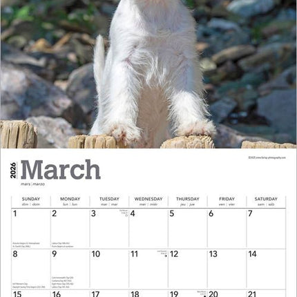 Browntrout Jack Russell Terrier Kalender 2026
