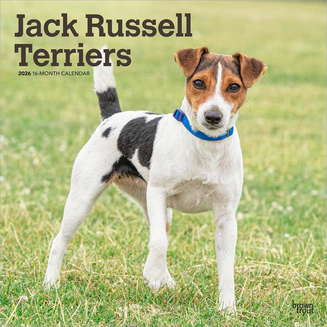 Browntrout Jack Russell Terrier Kalender 2026