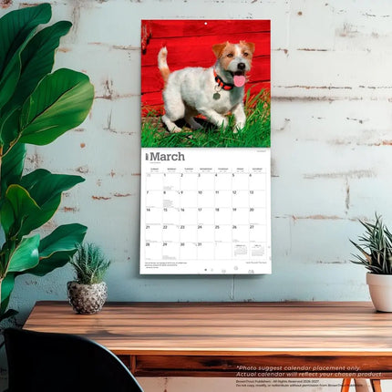Browntrout Jack Russell Terrier Kalender 2027