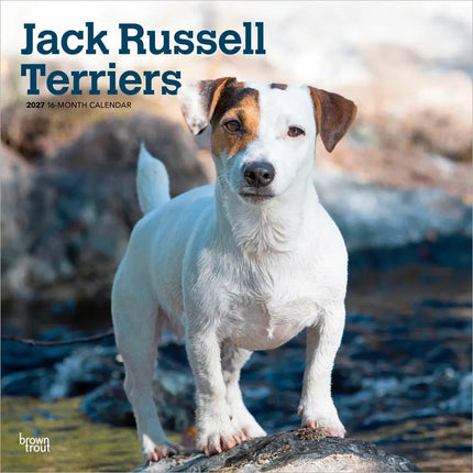 Browntrout Jack Russell Terrier Kalender 2027