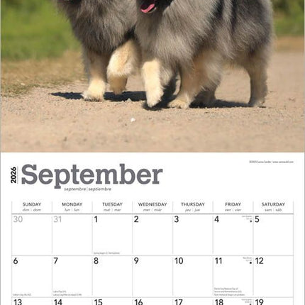 Browntrout Keeshond Kalender 2026