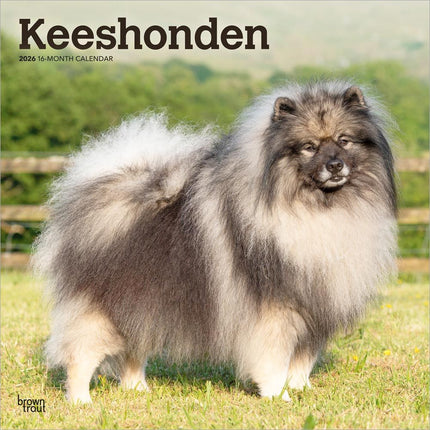 Browntrout Keeshond Kalender 2027