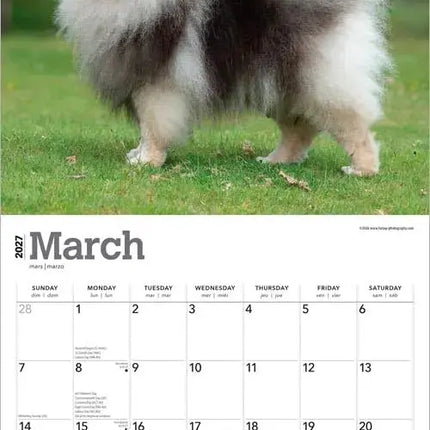 Browntrout Keeshond Kalender 2027