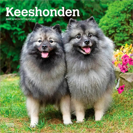 Browntrout Keeshond Kalender 2027