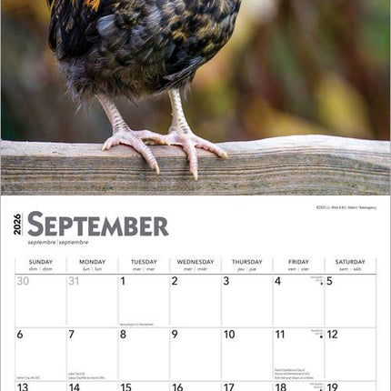 Browntrout Kippen Kalender 2026