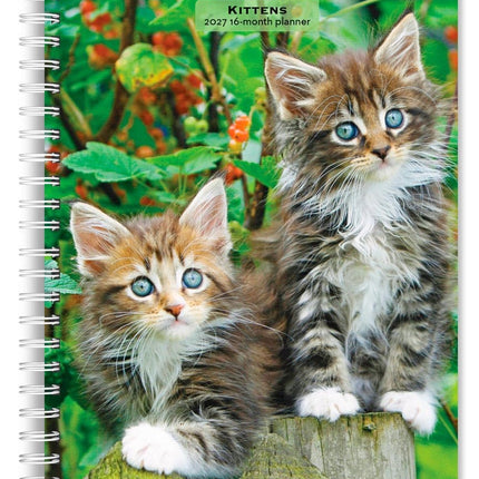 Browntrout Kittens Agenda 2027