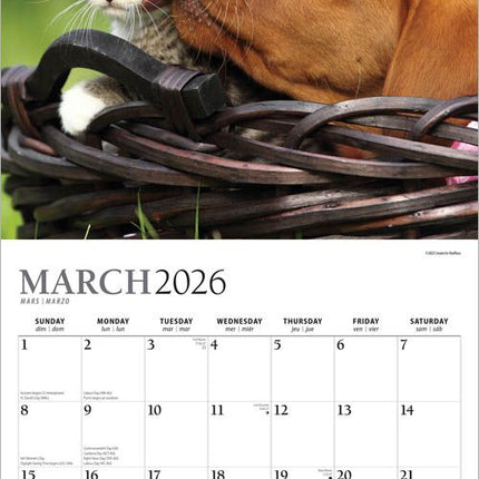 Browntrout Kittens and Puppies Kalender 2026