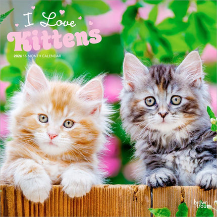 Browntrout Kittens Kalender 2026