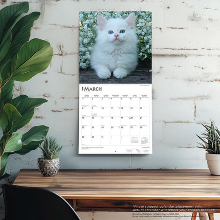 Browntrout Kittens Kalender 2027