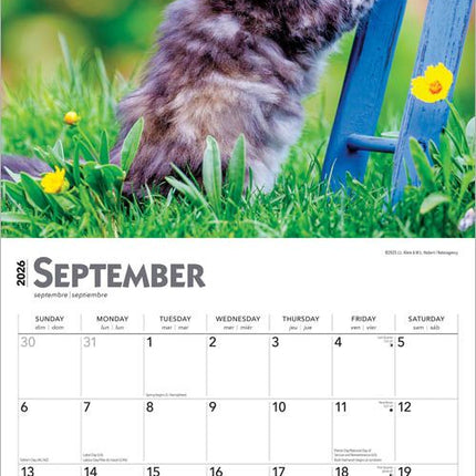 Browntrout Kittens Kalender 2027