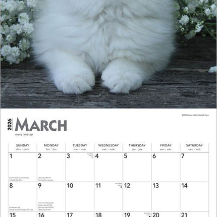 Browntrout Kittens Kalender 2027