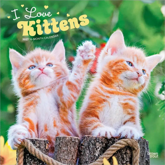 Browntrout Kittens Kalender 2027