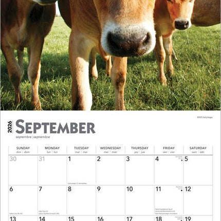 Browntrout Koeien Kalender 2026