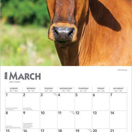 Browntrout Koeien Kalender 2026