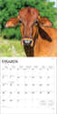 Calendrier Mural 2026 Format A4 - Thème Vache Design Moderne - Qualité Supérieure Papier 170g - Édition Seidel - 2