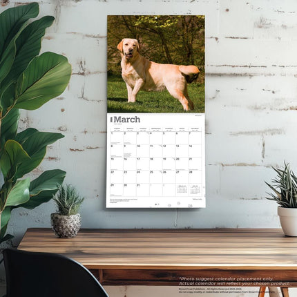 Browntrout Labrador Retriever Blond Kalender 2026