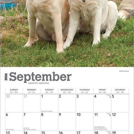Browntrout Labrador Retriever Blond Kalender 2026