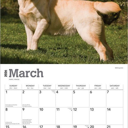 Browntrout Labrador Retriever Blond Kalender 2026