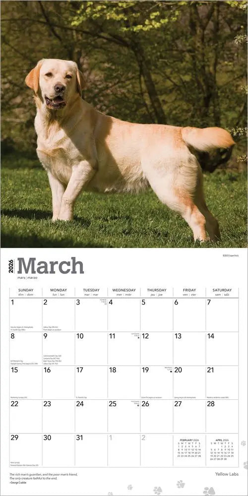 Edition Seidel Premium Kalender Kühe 2024 Format DIN A3 Wandkalender Edition Seidel Premium Kalender Kühe 2024 Format DIN A3 Wandkalender