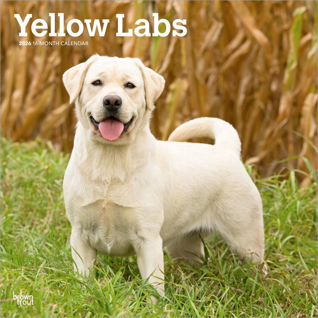 Browntrout Labrador Retriever Blond Kalender 2026
