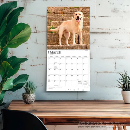 Browntrout Labrador Retriever Blond Kalender 2027