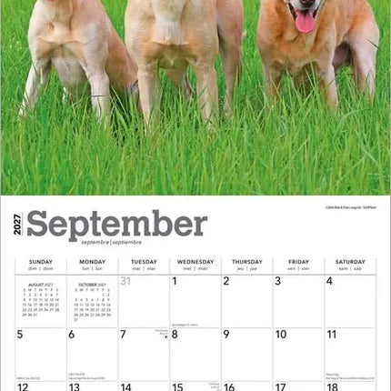 Browntrout Labrador Retriever Blond Kalender 2027
