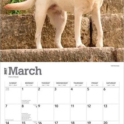 Browntrout Labrador Retriever Blond Kalender 2027