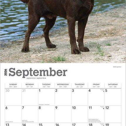 Browntrout Labrador Retriever Bruin Kalender 2027