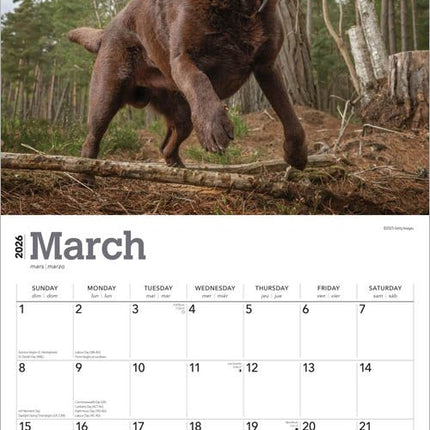 Browntrout Labrador Retriever Bruin Kalender 2027