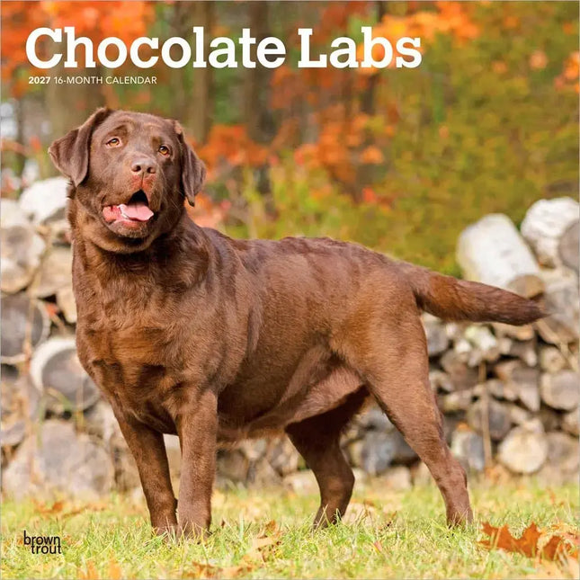 Browntrout Labrador Retriever Bruin Kalender 2027