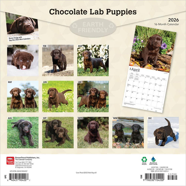 Browntrout Labrador Retriever Bruin Puppies Kalender 2026